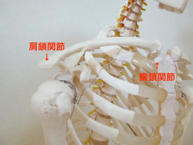 肩周辺の骨格写真