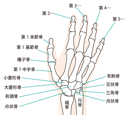 手の関節イラスト