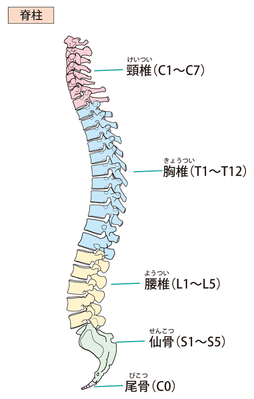 頚椎椎間板ヘルニアへのアプローチ